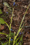 European woodland sedge